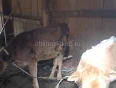 Продаются телята4 м и 2м