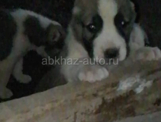 Алабай 