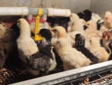 Продам цеплят, смесь мясояичных пород, по 350 р 50 шт доставка по городу Сухум, ь, 