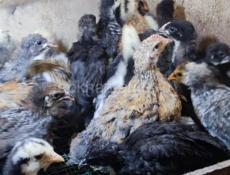 Продам цеплят, смесь мясояичных пород, по 350 р 50 шт доставка по городу Сухум, ь, 