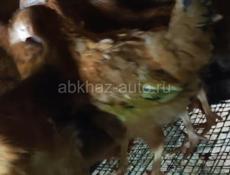 Продам цеплят, смесь мясояичных пород, по 350 р 50 шт доставка по городу Сухум, ь, 