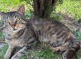 Котик в добрые руки 