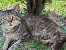 Котик в добрые руки 
