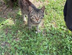 Котик в добрые руки 