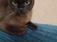 Бурманский котик 