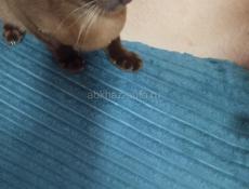 Бурманский котик 