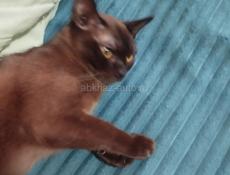 Бурманский котик 