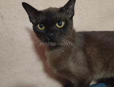 Бурманский котик 