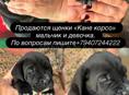 Щенки кане корсо 