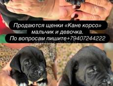 Щенки кане корсо 