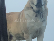 Алабай 