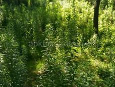 УЧАСТОК ПОСЛЕ ТЕЩИНОГО ЯЗЫКА 50 СОТОК С ВЕТХИМ СТРОЕНИЕМ