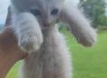 Котята мальчики 