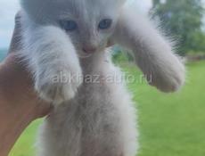 Котята мальчики 