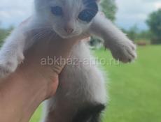 Котята мальчики 