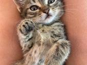 Кошечка в добрые руки