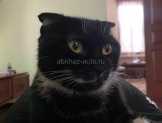 Отдам в добрые руки 