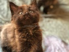 Мейн Кун котята