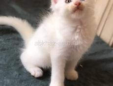 Мейн Кун котята