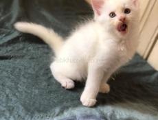 Мейн Кун котята