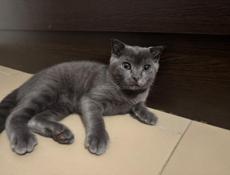 Отдам в хорошие руки 