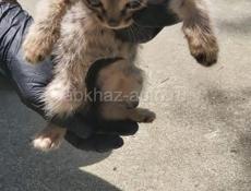 Ищем дом!