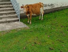 Продаётся корова 