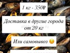 Крупные мидии на заказ 