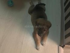 Нашли щенка на остановке  рынка 14 июля
