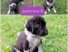 Щенки дратхара 