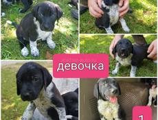 Щенки дратхара 