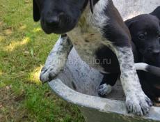 Щенки дратхара 