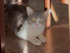 Ищу кота своего.