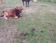 Продаются 2 коровый цена 120тыс за обе