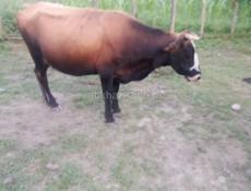 Продаются 2 коровый цена 120тыс за обе