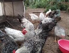 Петухи  домашние - продам