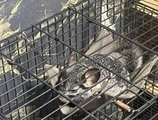 Попугаи