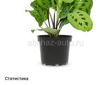 Продаются очень красивые цветы Туи 350 р  Герани королевские ампельные 200 р  Монстэра плетёнка 300 р  Бегония королевская 300 р  И многое другое Центральный рынок Звонить или писать на ватсап 7752026