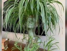 Продаются очень красивые цветы Туи 350 р  Герани королевские ампельные 200 р  Монстэра плетёнка 300 р  Бегония королевская 300 р  И многое другое Центральный рынок Звонить или писать на ватсап 7752026