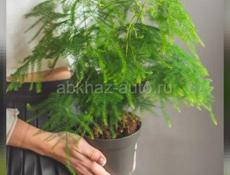 Продаются очень красивые цветы Туи 350 р  Герани королевские ампельные 200 р  Монстэра плетёнка 300 р  Бегония королевская 300 р  И многое другое Центральный рынок Звонить или писать на ватсап 7752026