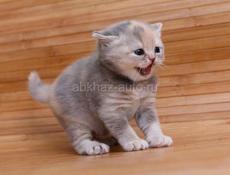 Срочно нужна кормящая кошка примерно на неделю