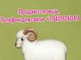 Овцы