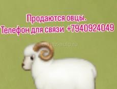 Овцы