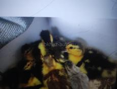 Продаю индоуток по 300 р
