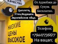 Продаются цеплята 