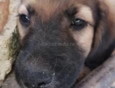 ЩЕНКИ В ДОБРЫЕ РУКИ