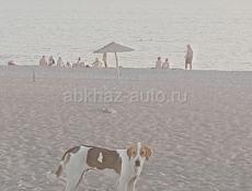 Потеряшка село Алахадзых