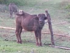 Продам 3 года буйволу