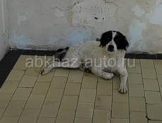 Чей потеряшка!Кокер спаниэль!!!