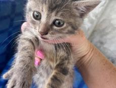 Котята ищут дом ❤️